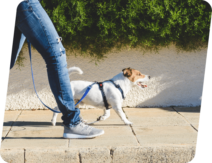 Pet Care Marketing Services